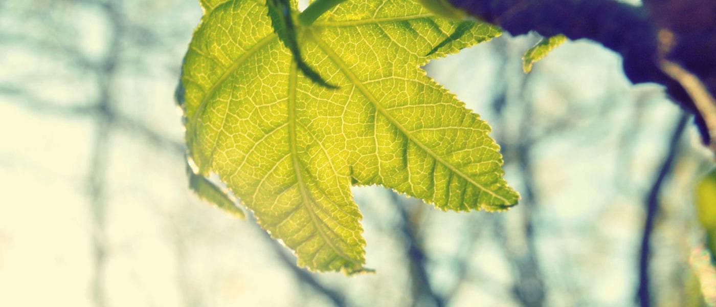 High resolution botanical render of Ashwagandha leaves and roots